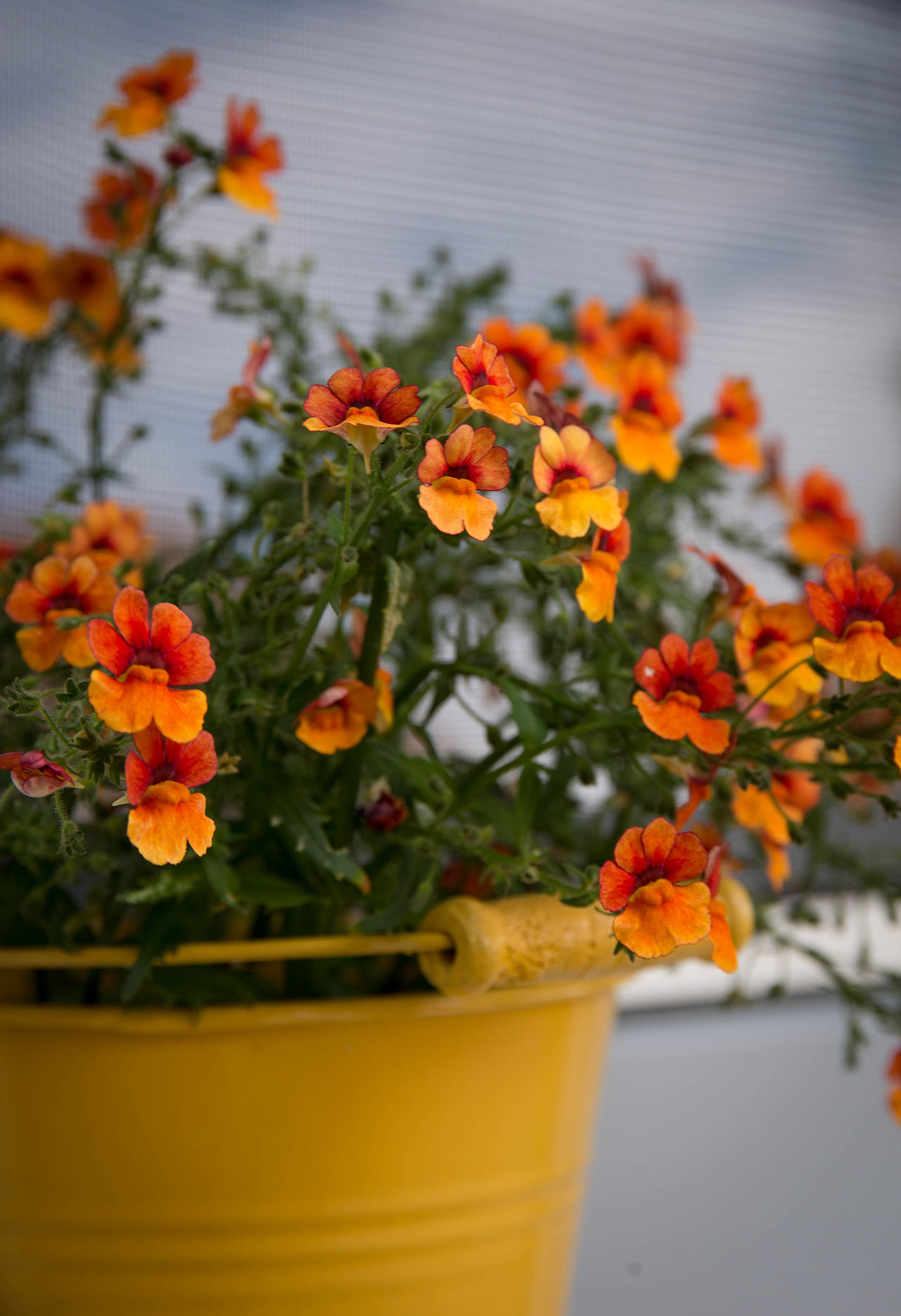 Praxis Bianca Böhm Blumen